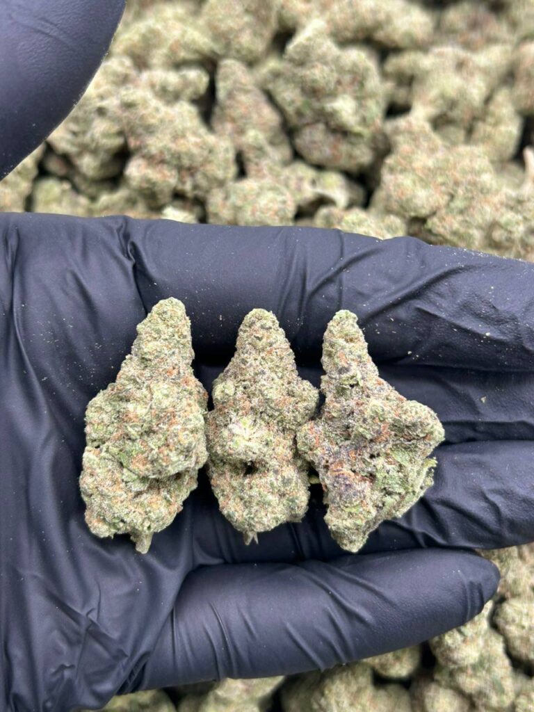 GMO Runtz