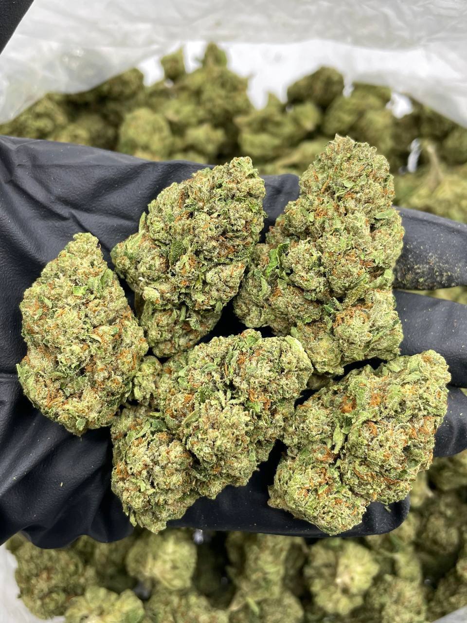 Billy Kimber OG