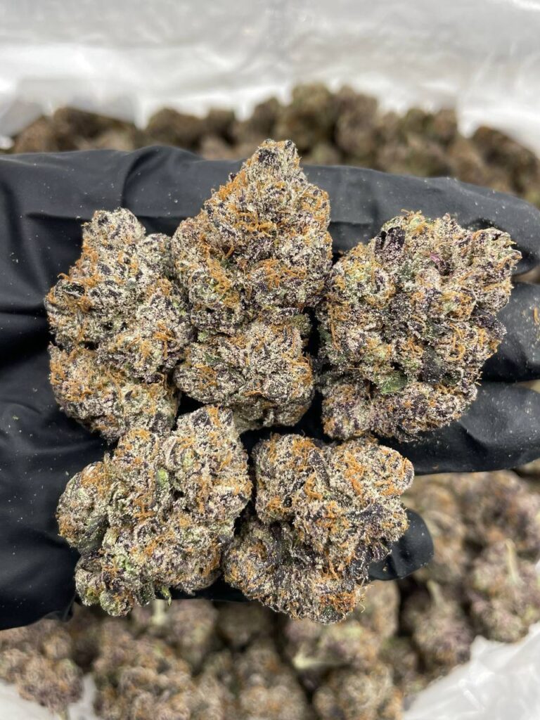 Black Cherry Gelato - Image 3