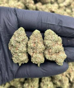 White Cherry Gelato
