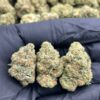 Purple Gruntz