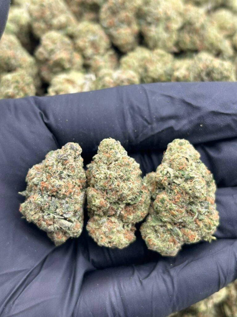 Purple Gruntz