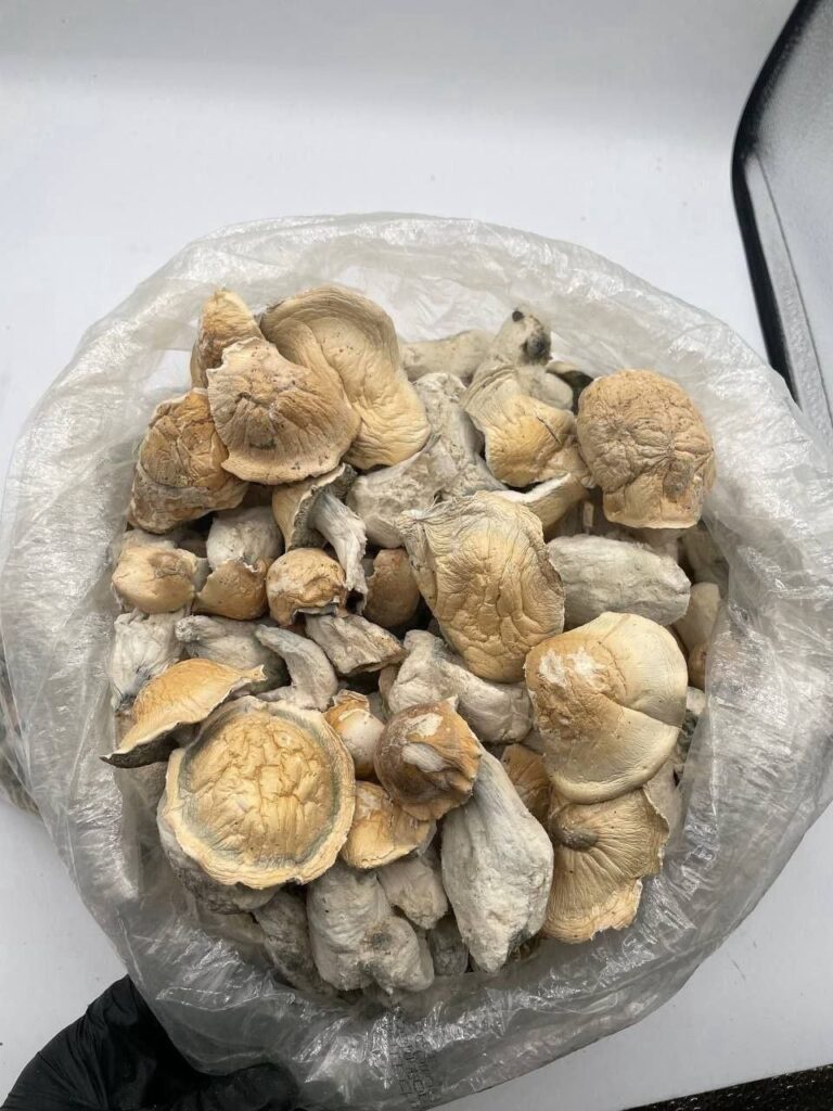 APE MUSHROOMS - Image 2
