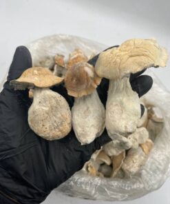 APE MUSHROOMS